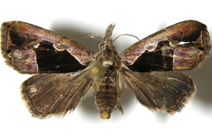 Figura 3. Adulto de <i>Trauaxa lua</i> (hembra), vista dorsal. (06-SRNP-31936-DHJ350782).