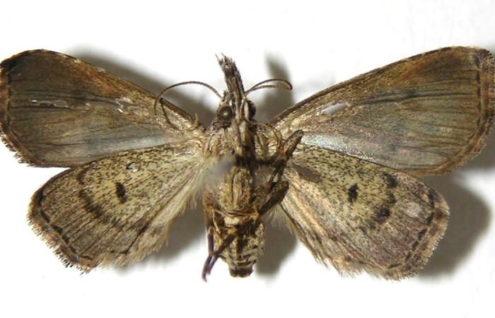 Figura 4. Adulto de <i>Trauaxa lua</i> (hembra), vista ventral. (06-SRNP-31936-DHJ350783).