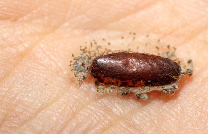 Figura 12. Detalle  de capullo de parásito <i>Diradops</i> poirenaDHJ01 de la familia Ichneumonidae, que atacan larva de <i>Trauaxa lua</i>. (10-SRNP-36081-DHJ802228.)