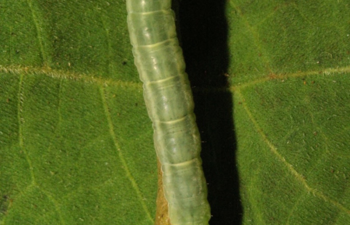 Figura 6. Larva <i>Trauaxa lua</i>, Erebidae, vista dorsal. (12-SRNP-30913-DHJ485496).
