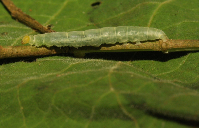 Figura 8. Larva <i>Trauaxa lua</i>,
 Erebidae, vista lateral. (12-SRNP-30913-DHJ485497).
