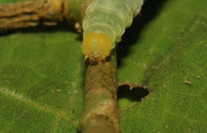 Figura 7. Larva <i>Trauaxa lua</i>, Erebidae, detalle de cabeza. (12-SRNP-30913-DHJ485500).