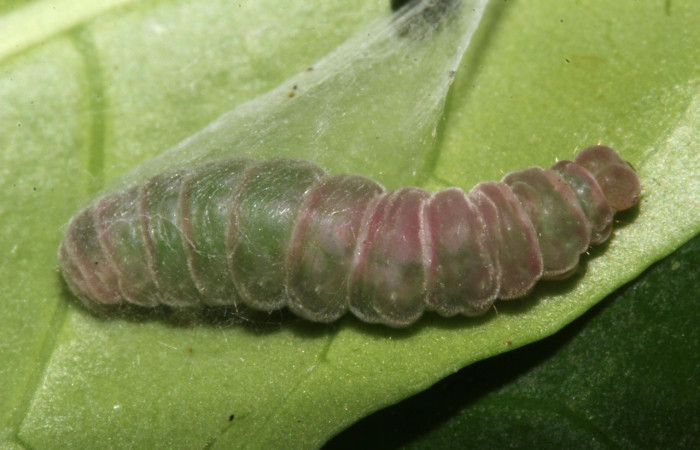 Figura 11. Prepupa de <i>Trauaxa lua</i>, Erebidae, vista dorsal,  (17-SRNP-30382-DHJ736007).
