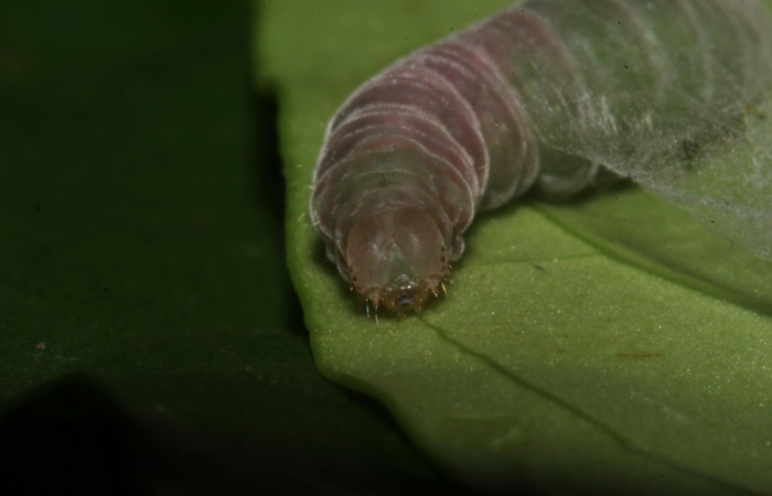 Figura 10. Prepupa de <i>Trauaxa lua</i>, Erebidae, detalle de cabeza,  (17-SRNP-30382-DHJ736008).