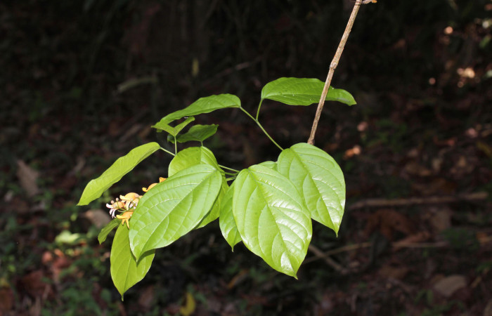 (Fig.01). Follaje de <i>Bignonia hyacinthina</i> Bignoniaceae, Area Conservación Guanacaste, Estación Pitilla, 24 Abr. 2023. Fotografia: Calixto Moraga.