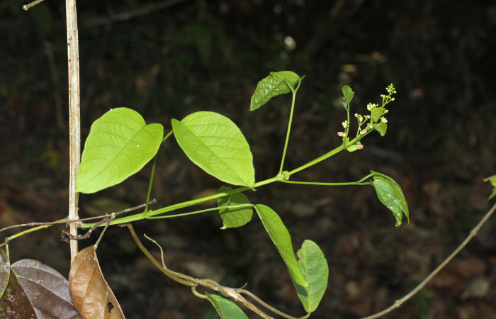 (Fig.03). Follaje de <i>Bignonia hyacinthina</i> Bignoniaceae, Area Conservación Guanacaste, Estación Pitilla, 24 Abr. 2023. Fotografia: Calixto Moraga.