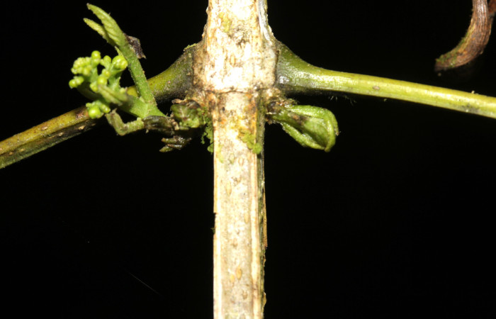 (Fig.04). Tallo y brote floral de <i>Bignonia hyacinthina</i> Bignoniaceae, Area Conservación Guanacaste, Estación Pitilla, 24 Abr. 2023. Fotografia: Calixto Moraga.