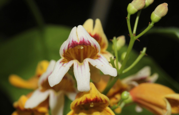 (Fig.06). Flores de <i>Bignonia hyacinthina</i> Bignoniaceae, vista frontal, Area Conservación Guanacaste, Estación Pitilla, 24 Abr. 2023. Fotografia: Calixto Moraga.