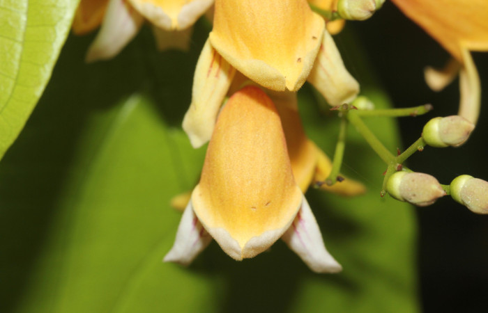 (Fig.07). Flores de <i>Bignonia hyacinthina</i> Bignoniaceae, vista dorsal, Area Conservación Guanacaste, Estación Pitilla, 24 Abr. 2023. Fotografia: Calixto Moraga.
