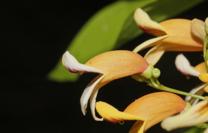 (Fig.08). Flores de <i>Bignonia hyacinthina</i> Bignoniaceae, vista lateral, Area Conservación Guanacaste, Estación Pitilla, 24 Abr. 2023. Fotografia: Calixto Moraga.