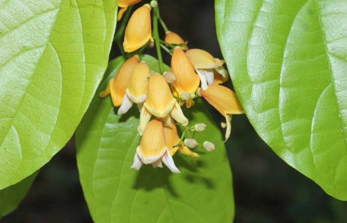 (Fig.09). Flores de <i>Bignonia hyacinthina</i> Bignoniaceae, Area Conservación Guanacaste, Estación Pitilla, 24 Abr. 2023. Fotografia: Calixto Moraga.