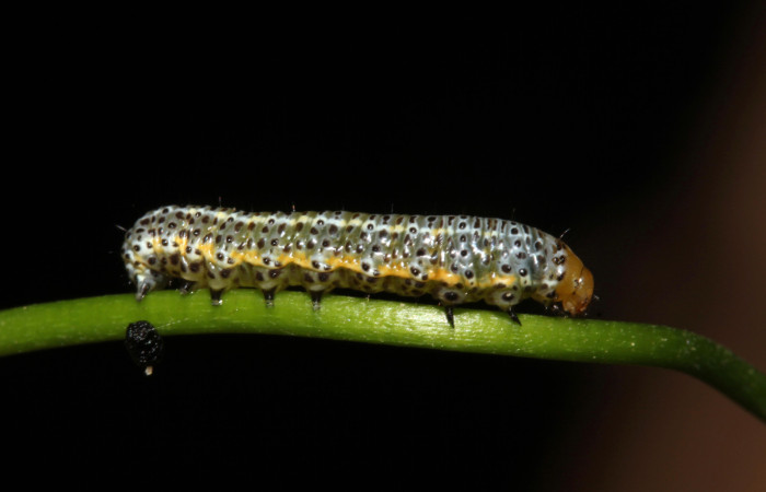 (Fig. 11). Larva de <i>Syngria druidaria</i> Uraniidae, se alimenta de hojas de <i>Bignonia hyacinthina</i> Bignoniaceae, Voucher: Fig.10.23-SRNP-31054-DHJ789314.jpg.