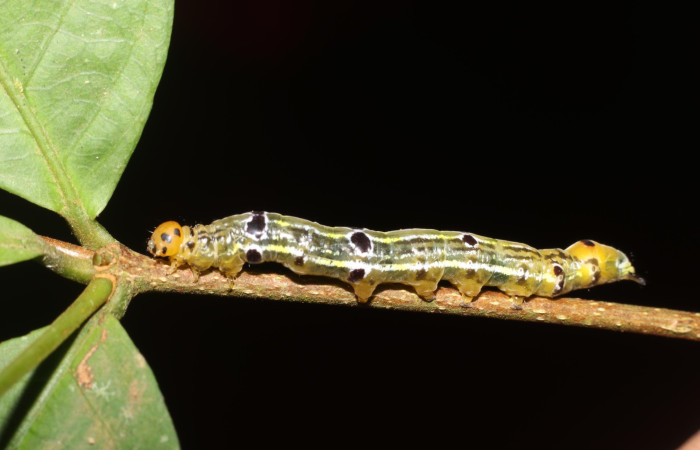  Larva en posición lateral de <i>Oricia truncata</i> (Notodontide), U estadio. Sector San Cristóbal, Bosque Transición. Voucher 23-SRNP-2153-DHJ759673.jpg.