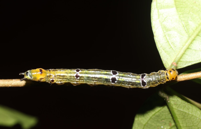  Larva en posición dorsal de <i>Oricia truncata</i> (Notodontide), U estadio. Sector San Cristóbal, Bosque Transición. Voucher 23-SRNP-2153-DHJ759678.jpg.