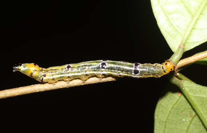  Larva en posición lateral de <i>Oricia truncata</i> (Notodontide), U estadio. Sector San Cristóbal, Bosque Transición. Voucher 23-SRNP-2153-DHJ759674.jpg.