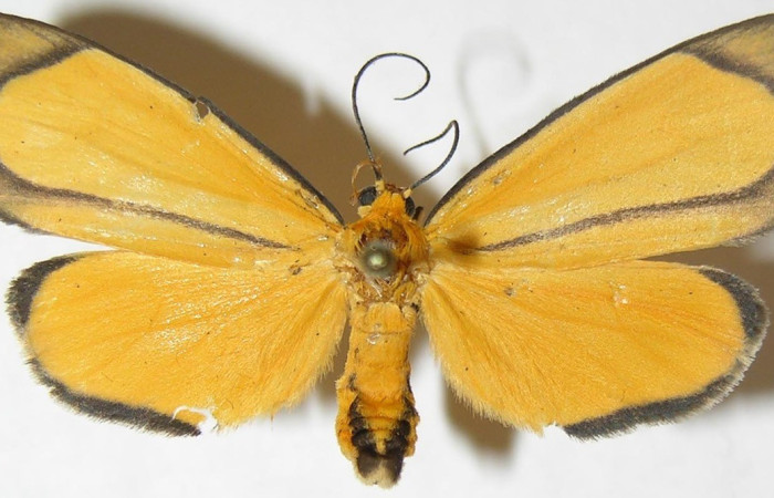  Adulto en posición dorsal de <i>Oricia</i> truncataDHJ01 (Notodontidae). Sector San Cristóbal, Bosque Transición. Voucher 08-SRNP-2777-DHJ398262.