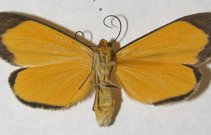  Adulto en posición Ventral de <i>Oricia</i> truncataDHJ02 (Notodontidae). Sector Pitilla, Sendero Evangelista. Voucher 13-SRNP-30169-DHJ569455.