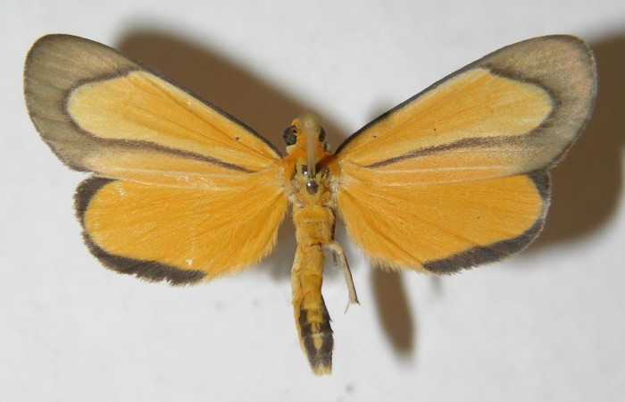  Adulto en posición dorsal de <i>Oricia</i> truncataDHJ03 (Notodontidae). Sector Pitilla, Quebradona. Voucher 12-SRNP-70662-DHJ598642.