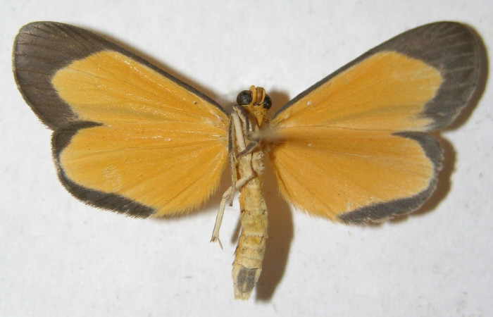  Adulto en posición ventral de <i>Oricia</i> truncataDHJ03 (Notodontidae). Sector Pitilla, Quebradona. Voucher 12-SRNP-70662-DHJ598643.