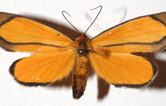  Adulto en posición dorsal de <i>Oricia</i>  runcataDHJ04 (Notodontidae). Sector Del Oro, Sendero Puertas. Voucher 16-SRNP-21257-DHJ926108.