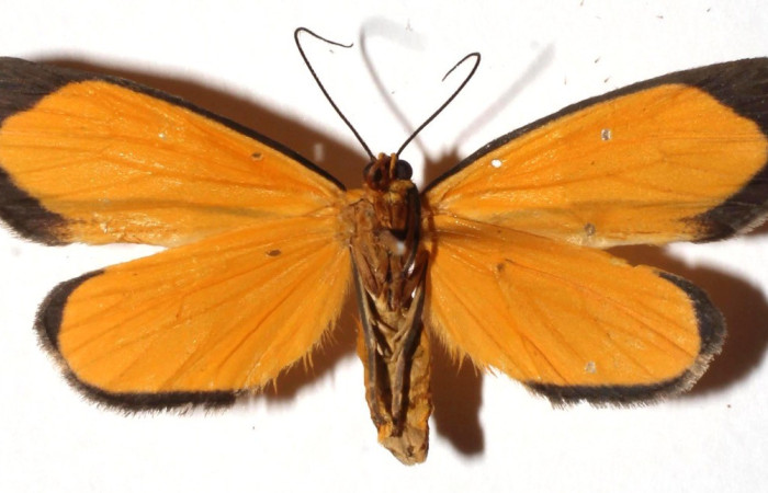  Adulto en posición Ventral de <i>Oricia</i> truncataDHJ04 (Notodontidae). Sector Del Oro, Sendero Puertas. Voucher 16-SRNP-21257-DHJ926109.