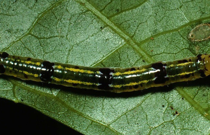  Larva en posición dorsal de <i>Scotura</i>  leucophlepsDHJ05 (Notodontide), PPU estadio. Sector Rincon Rain Forest, Estación Caribe, Sendero Tucan. Voucher 03-SRNP-10328-DHJ77818.jpg.