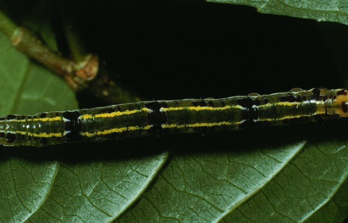  Larva en posición dorsal de <i>Oricia truncata</i> (Notodontide), U estadio. Sector Pitilla, Sendero TRichoptera. Voucher 03-SRNP-20344.1-DHJ77334.jpg.