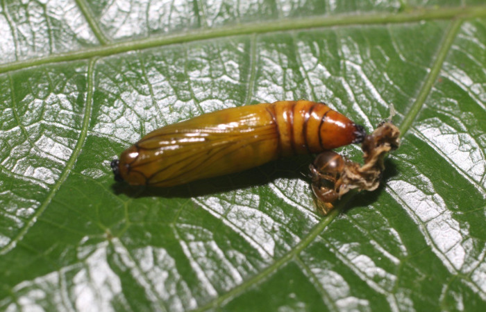  Pupa en posición dorsal de <i>Scotura leucophleps</i> (Notodontide). Sector San Cristóbal, Bosque Transición. Voucher 18-SRNP-80319-DHJ714976.jpg.