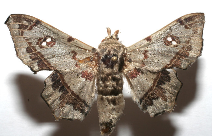 Figura 7. Adulto de <i>Mimallo</i> amiliaDHJ02 (Mimallonidae), vista dorsal. Voucher 07-SRNP-106719-DHJ616683.jpg.