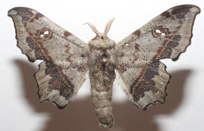 Figura 1. Adulto de <i>Mimallo</i> amiliaDHJ02 (Mimallonidae), vista ventral. Voucher 07-SRNP-113944-DHJ623908.jpg.  