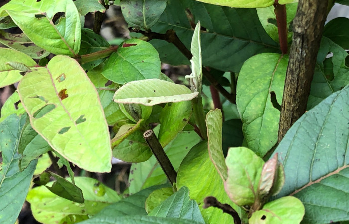 Figura 8. <i>Psidium guajava</i> (introducido) (Myrtaceae), planta hospedera de <i>Mimallo amilia</i> (Mimallonidae). Foto Estación San Gerardo. Gloria Sihezar. 17 nov 2023.