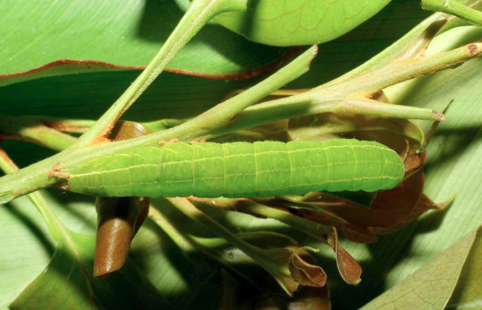 Fig.8. Larva de <i>Tautobriga glaucopis</i>, vista dorsal, en último estadio. Voucher : 06-SRNP-60035-DHJ417998.jpg.
