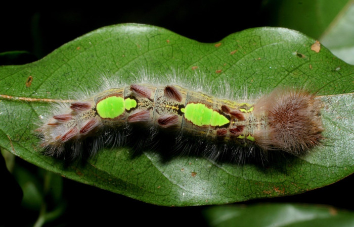 Figura. 12 Larva <i>Morpho catalina</i> (Nymphalidae), posición dorsal entero alimentándose en <i>Inga punctata</i>, (Fabaceae). (09-SRNP-55253-DHJ451778.jpg).