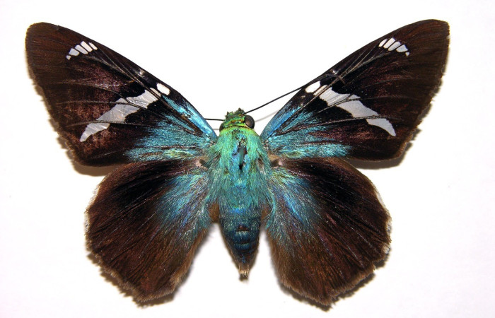 Figura. 15 Adulto <i>Telegonus inflatio</i> (Hesperiidae), posición vista dorsal entero. (00-SRNP-15880-DHJ92534).
