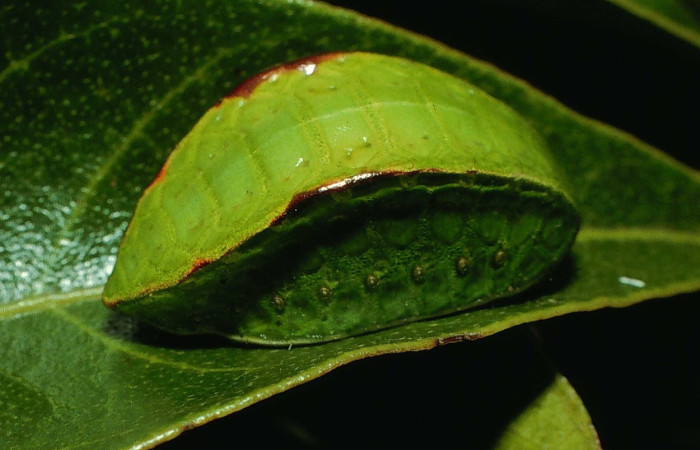 Figura. 16 Larva <i>Prolimacodes badia</i> (Limacodidae), posición dorsal entero alimentándose en <i>Inga punctata</i>, (Fabaceae). (95-SRNP-6730-DHJ24071.jpg).
