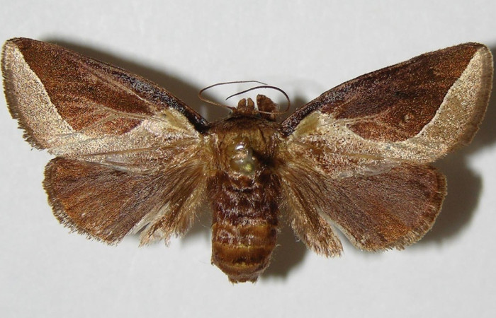 Figura. 17 Adulto <i>Prolimacodes badia</i> (Limacodidae), posición vista dorsal entero. (03-SRNP-4946-DHJ336854).