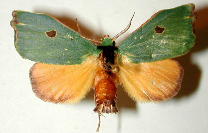 Figura. 19 Adulto <i>Rosema attenuata</i> (Notodontidae), posición vista dorsal entero. (92-SRNP-4623-DHJ32188).