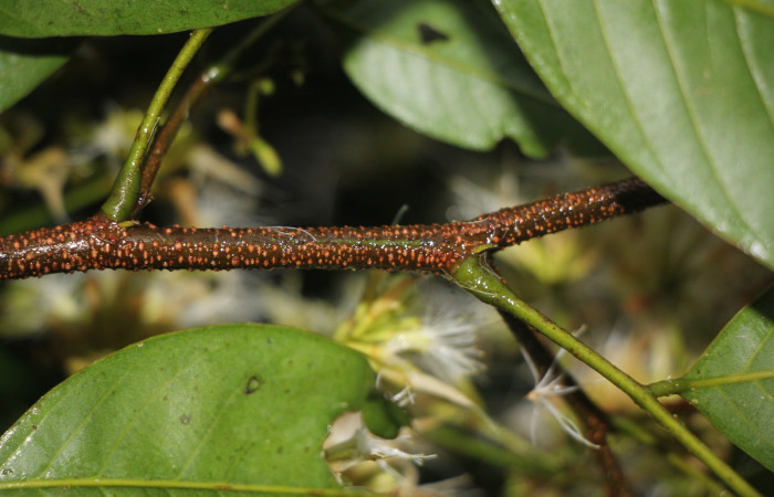 Figura. 3 Posición de hojas, <i>Inga punctata</i> (Fabaceae ). Casa Jorge Hernández Dos Ríos Upala, (elevación 340 metros), colectada el 13 de noviembre 2023. Foto, Jorge Hernández. 
