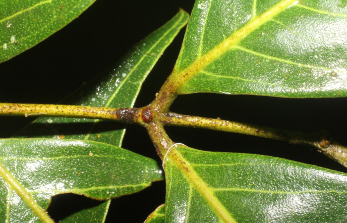 Figura. 4 Nectario , <i>Inga punctata</i> (Fabaceae ). Casa Jorge Hernández Dos Rios Upala, (elevación 340 metros), colectada el 13 de noviembre 2023. Foto, Jorge Hernández. 
