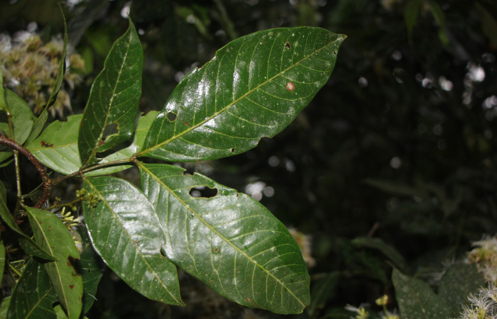 Figura. 6 Posición haz , <i>Inga punctata</i> (Fabaceae ). Casa Jorge Hernández Dos Ríos Upala, (elevación 340 metros), colectada el 13 de noviembre 2023. Foto, Jorge Hernández. 
