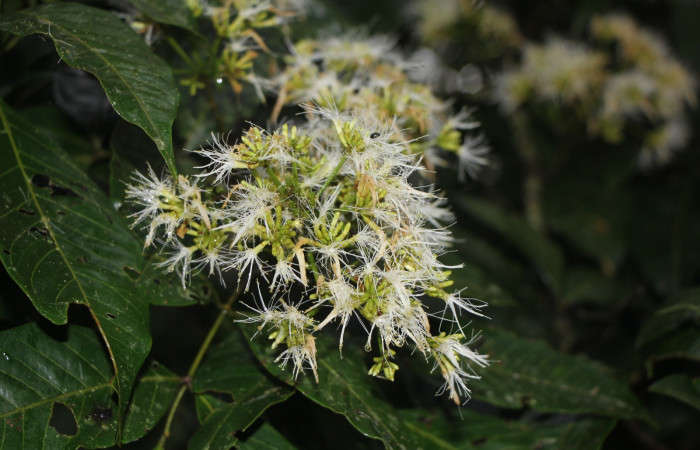 Figura. 8 Flores en racimo, <i>Inga punctata</i> (Fabaceae ). Casa Jorge Hernández Dos Ríos Upala, (elevación 340 metros), colectada el 13 de noviembre 2023. Foto, Jorge Hernández. 
