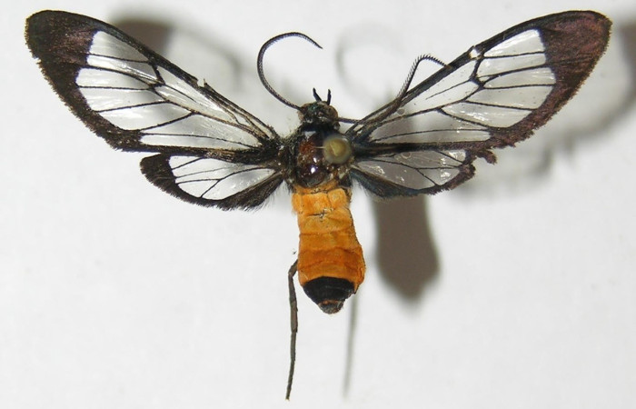 Figura 11. Adulto <i>Cosmosoma stibostictum</i> (Erebidae), posición vista dorsal. (02-SRNP-6782-DHJ92406).