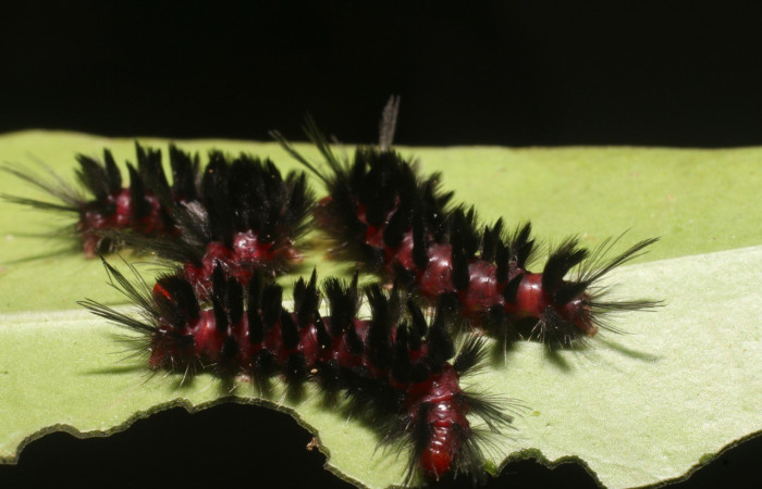 Figura 13. <i>Cosmosoma stibostictum</i>, (Erebidae). Dorsal entero último estadio, en la planta <i>Neomirandea araliifolia</i> (Asteraceae). Sector San Cristóbal. Quebrada Cementerio (elevación 700 metros). Colectada 3 abril 2019. (19-SRNP-923-DHJ758572.jpg).