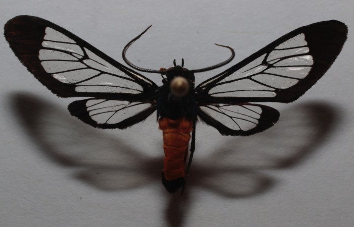 Figura 17. Adulto <i>Cosmosoma stibostictum</i> (Erebidae), posición vista dorsal. (20-SRNP-81791-DHJ726037).