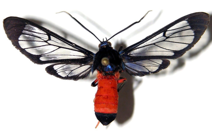 Figura 18. Adulto <i>Cosmosoma zurcheri</i> (Erebidae), posición vista dorsal. (03-SRNP-11687-DHJ92218).