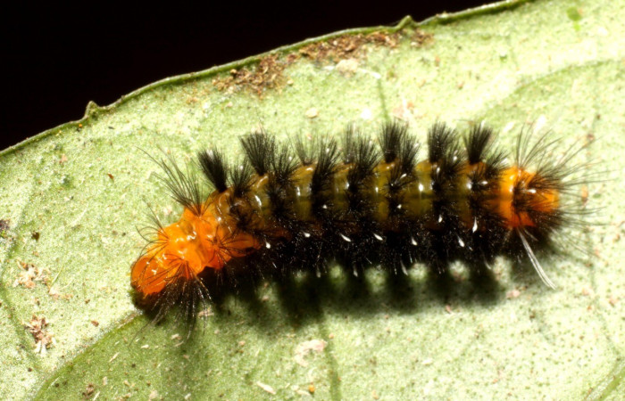 Figura 1. <i>Cosmosoma stibostictum</i>, (Erebidae). Dorsal entero PPU estadio, en la planta <i>Mikania cordifolia</i> (Asteraceae). Sector Pitilla. Sendero Trichoptera (elevación 655 metros), Colectada 19 abril 2010. (10-SRNP-31310-DHJ471894.jpg).