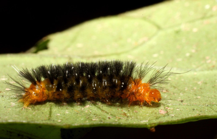 Figura 2. <i>Cosmosoma stibostictum</i>, (Erebidae). Lateral entero PPU estadio, en la planta <i>Mikania cordifolia</i> (Asteraceae). Sector Pitilla. Sendero Trichoptera (elevación 655 metros), Colectada 19 abril 2010. (10-SRNP-31310-DHJ471893.jpg).