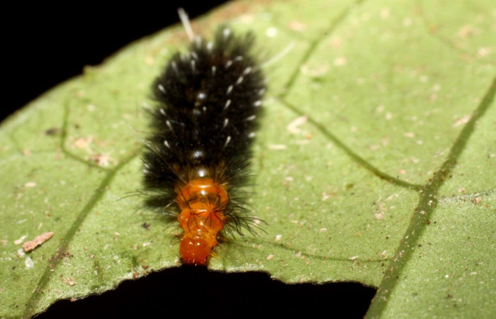 Figura 3. <i>Cosmosoma stibostictum</i>, (Erebidae). Cabeza PPU estadio, en la planta <i>Mikania cordifolia</i> (Asteraceae). Sector Pitilla. Sendero Trichoptera (elevación 655 metros), Colectada 19 abril 2010. (10-SRNP-31310-DHJ471896.jpg).