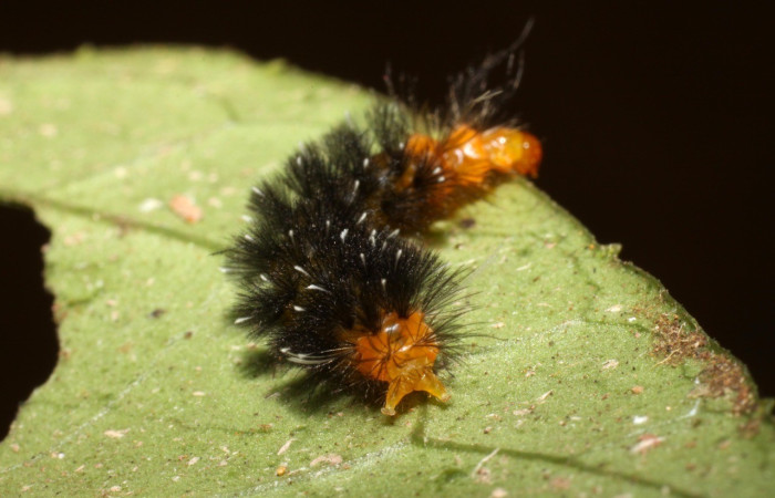 Figura 4. <i>Cosmosoma stibostictum</i>, (Erebidae) Parte posterior PPU estadio, en la planta <i>Mikania cordifolia</i> (Asteraceae). Sector Pitilla. Sendero Trichoptera (elevación 655 metros), Colectada 19 abril 2010. (10-SRNP-31310-DHJ471895.jpg).
