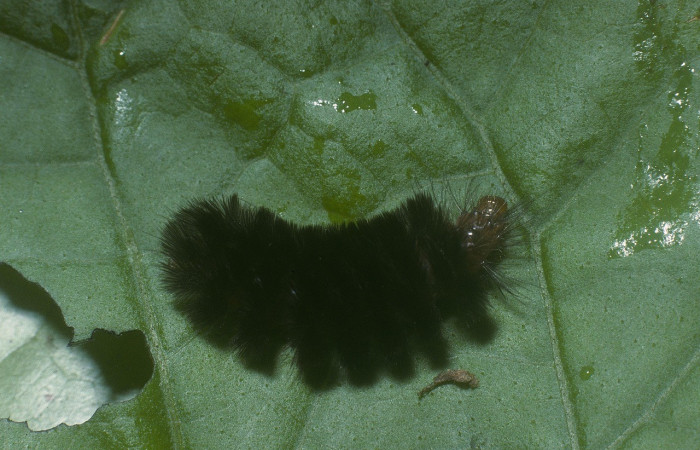 Figura 5. <i>Cosmosoma stibostictum</i>, (Erebidae). Dorsal entero Penúltimo estadio, en la planta <i>Mikania cordifolia</i> (Asteraceae). Sector San Cristóbal. Rio Blanco Abajo Trichoptera (elevación 655 metros), Colectada 19 abril 2010. (05-SRNP-104-DHJ88089.jpg).